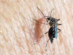 Peningkatan Kasus DBD di Indinesia, Andi Satya: Tindakan Preventif dan Vaksinasi Dapat Menurunkan Angkat Kematian